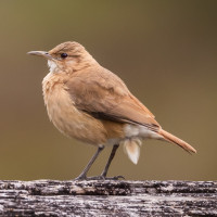 Rufous Hornero